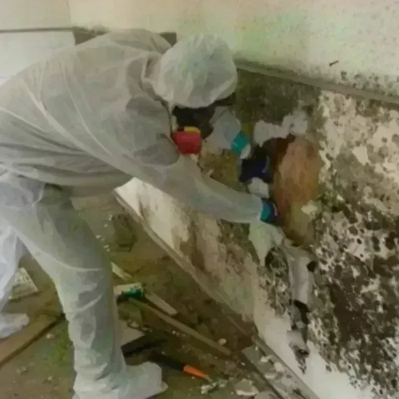 Mold Remediation and Removal in Brodhead, WI